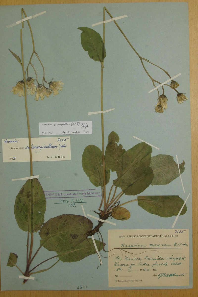 Hieracium submarginellum photo 3