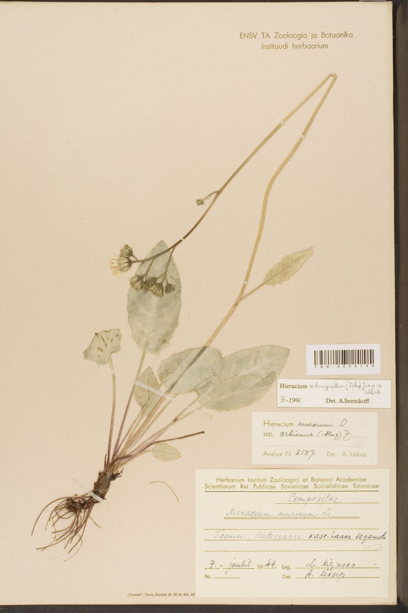 Hieracium submarginellum photo 4