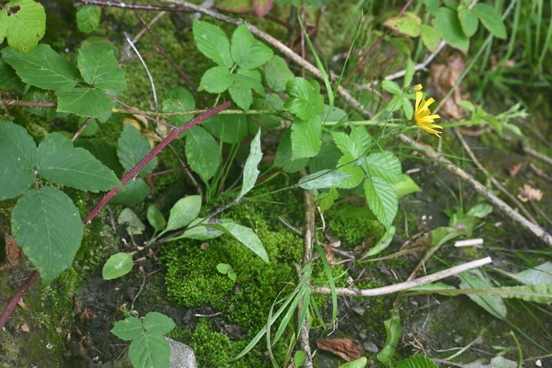 Hieracium subminutidens