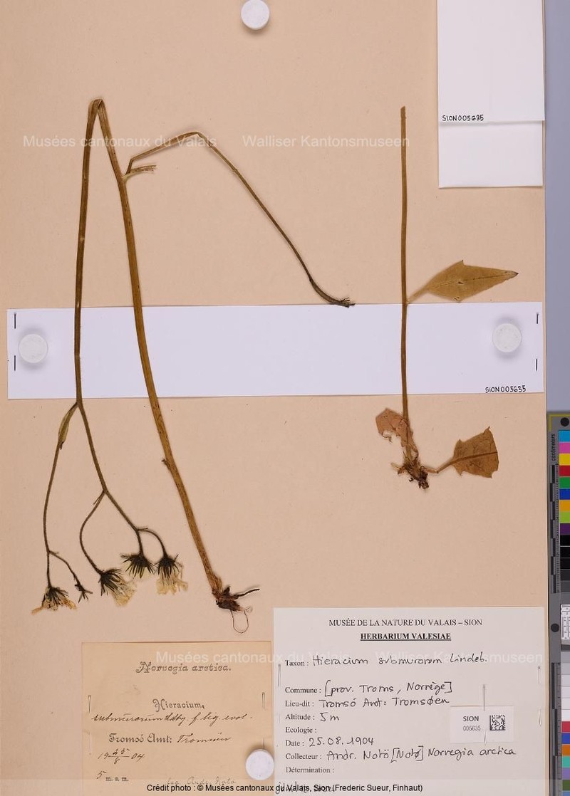 Hieracium submurorum