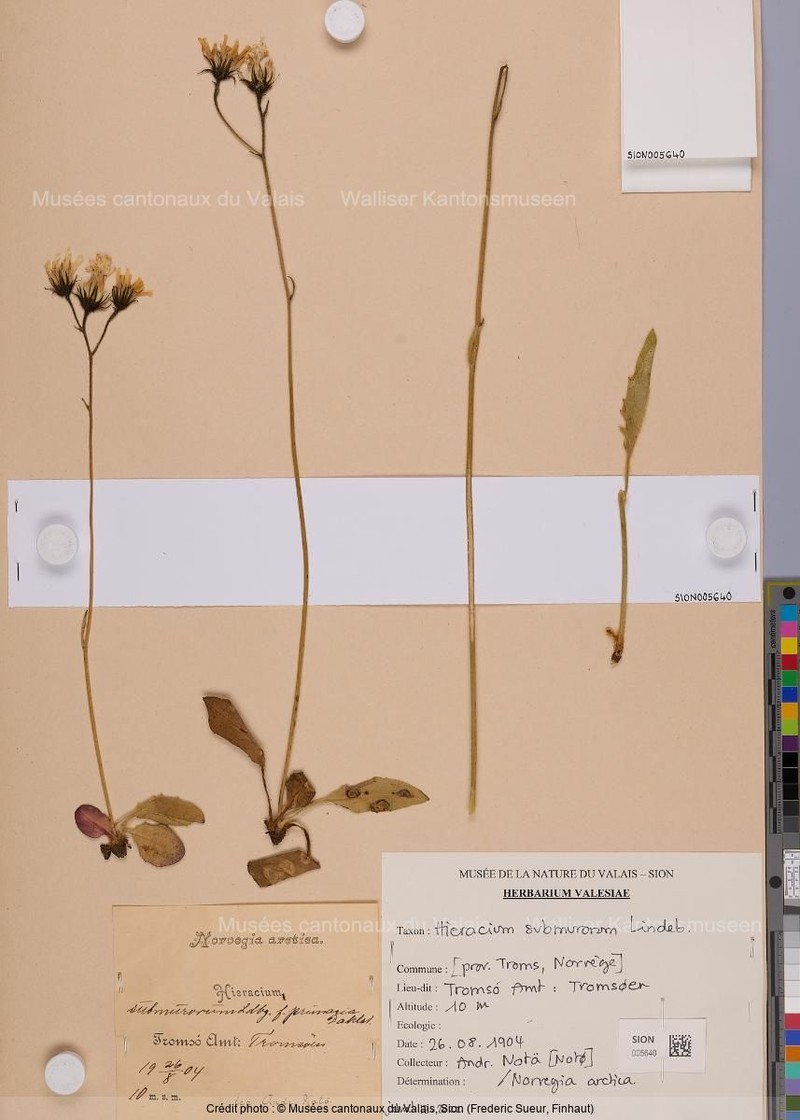 Hieracium submurorum photo 2