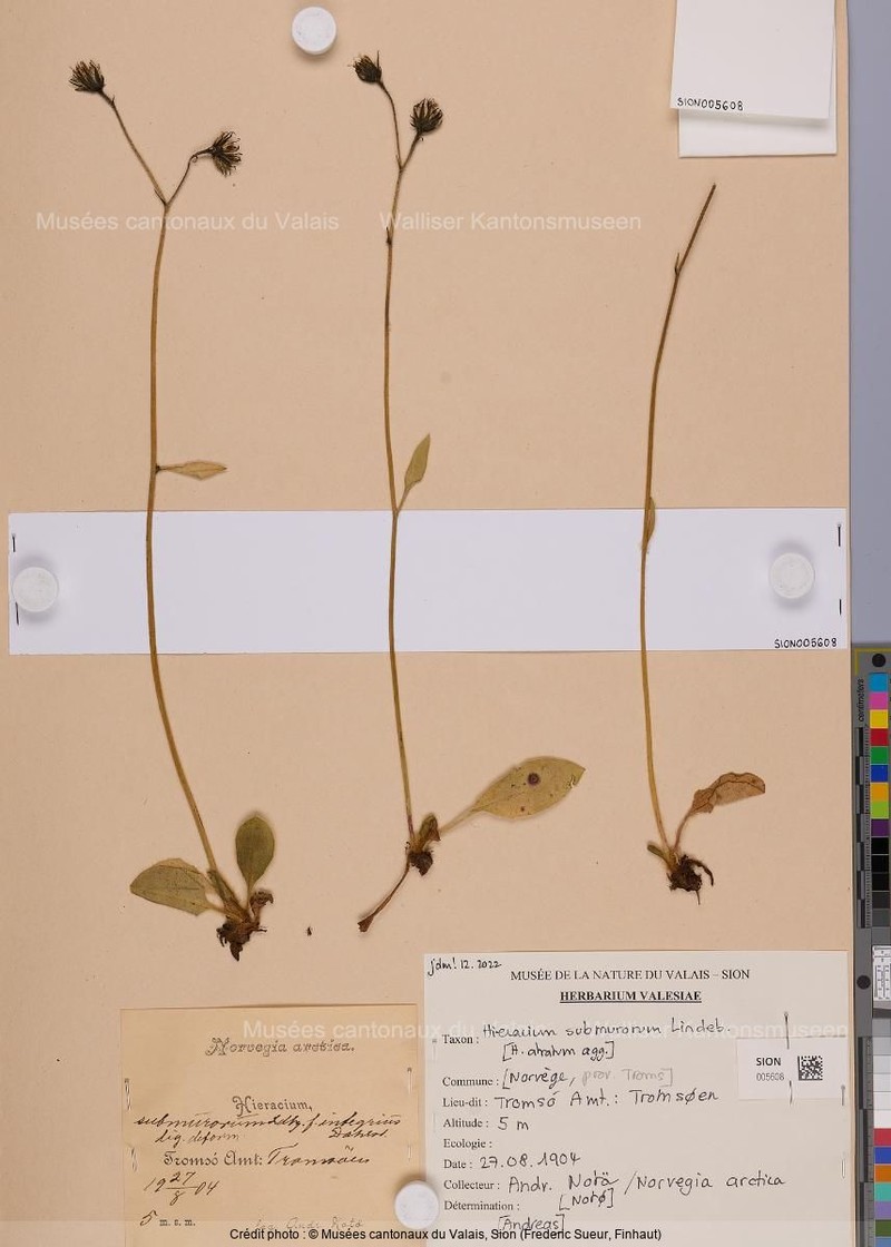 Hieracium submurorum photo 3