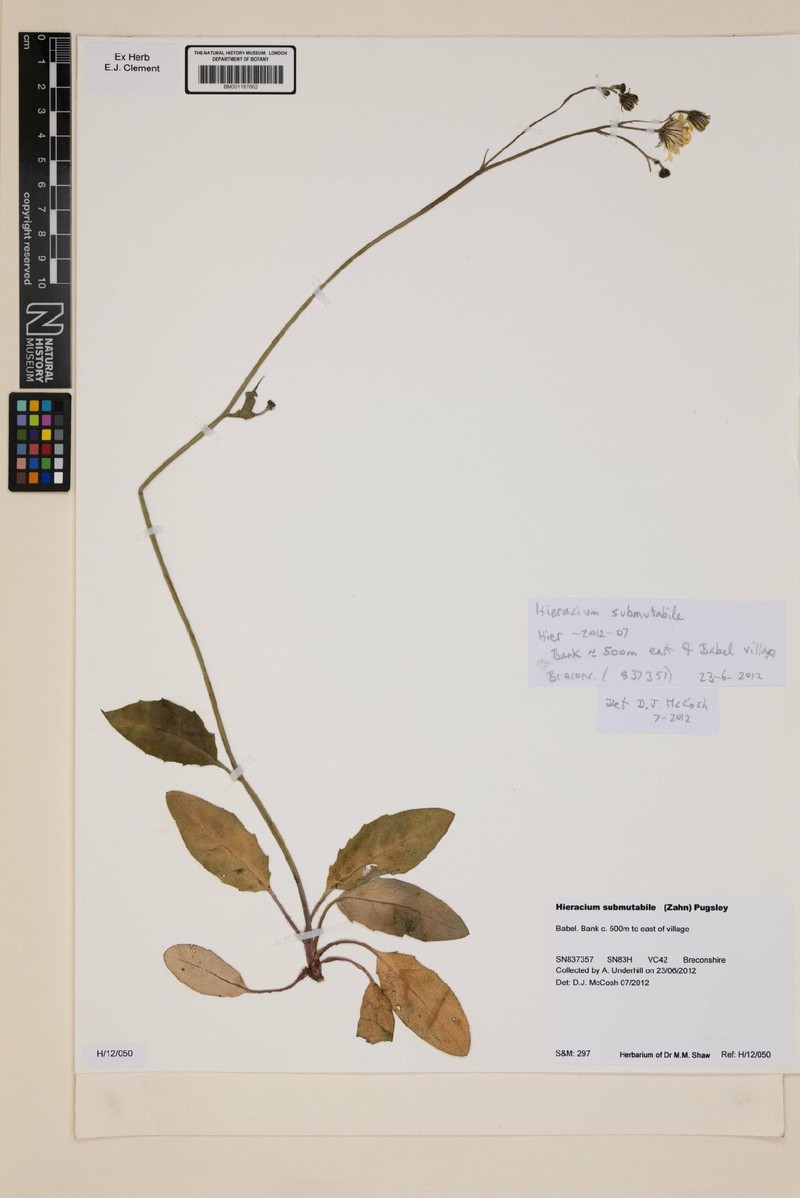 Hieracium submutabile