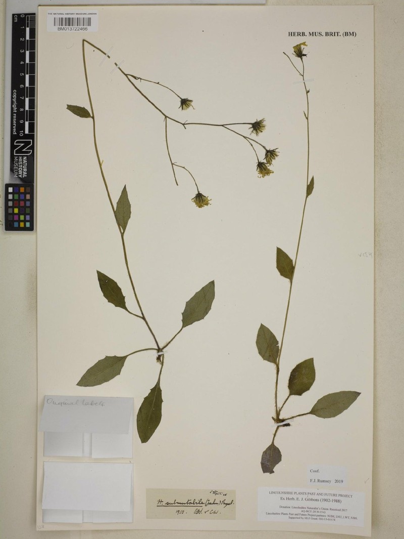 Hieracium submutabile photo 2