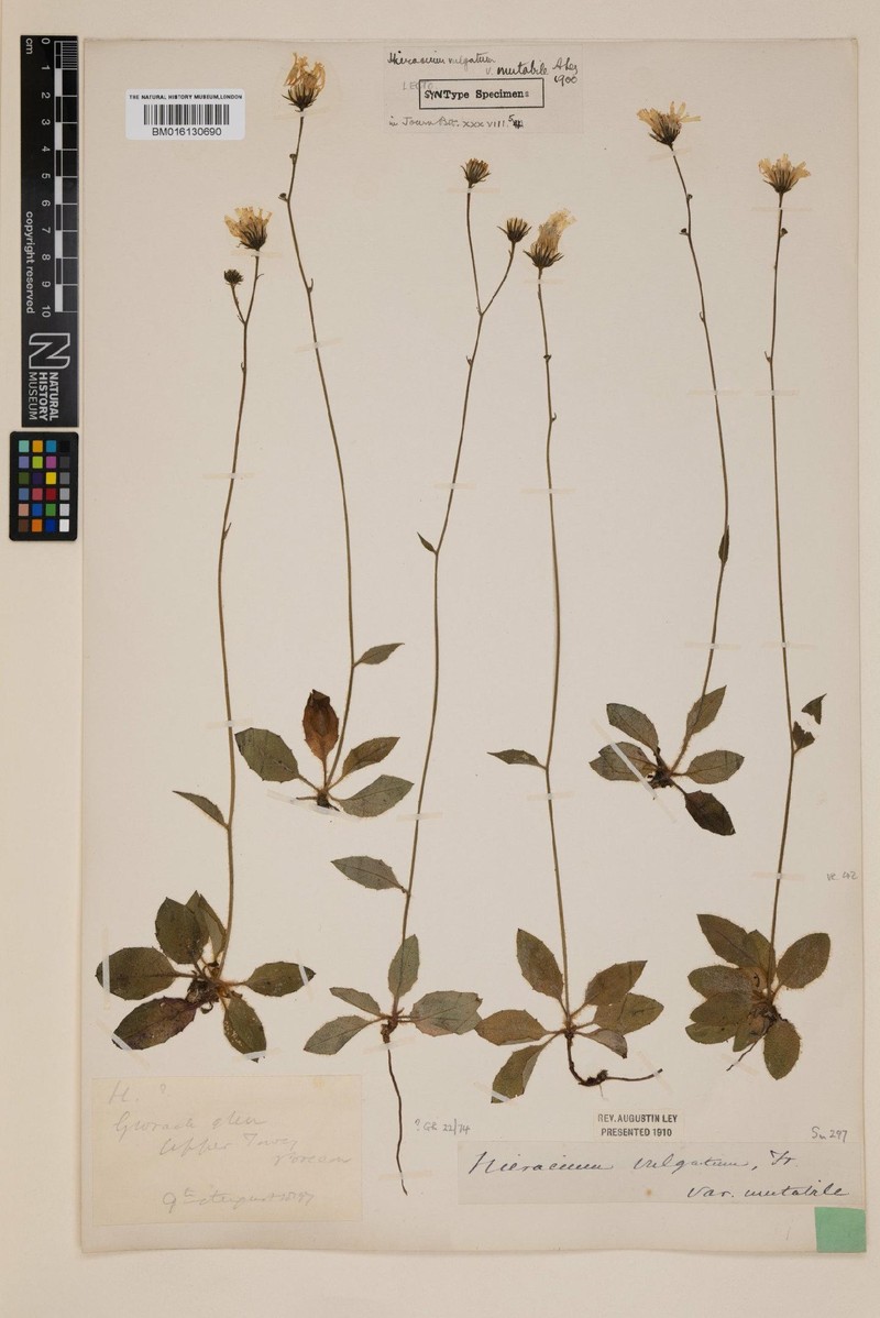Hieracium submutabile photo 3