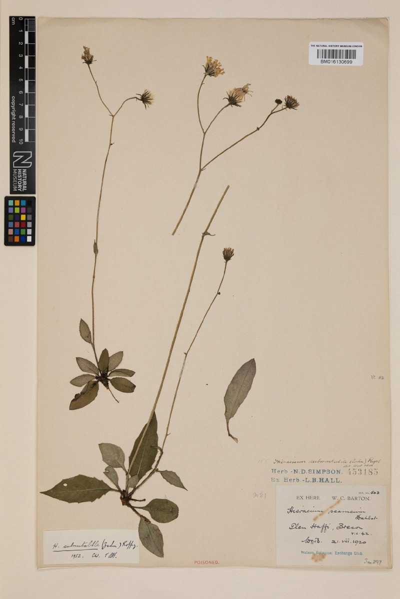 Hieracium submutabile photo 4