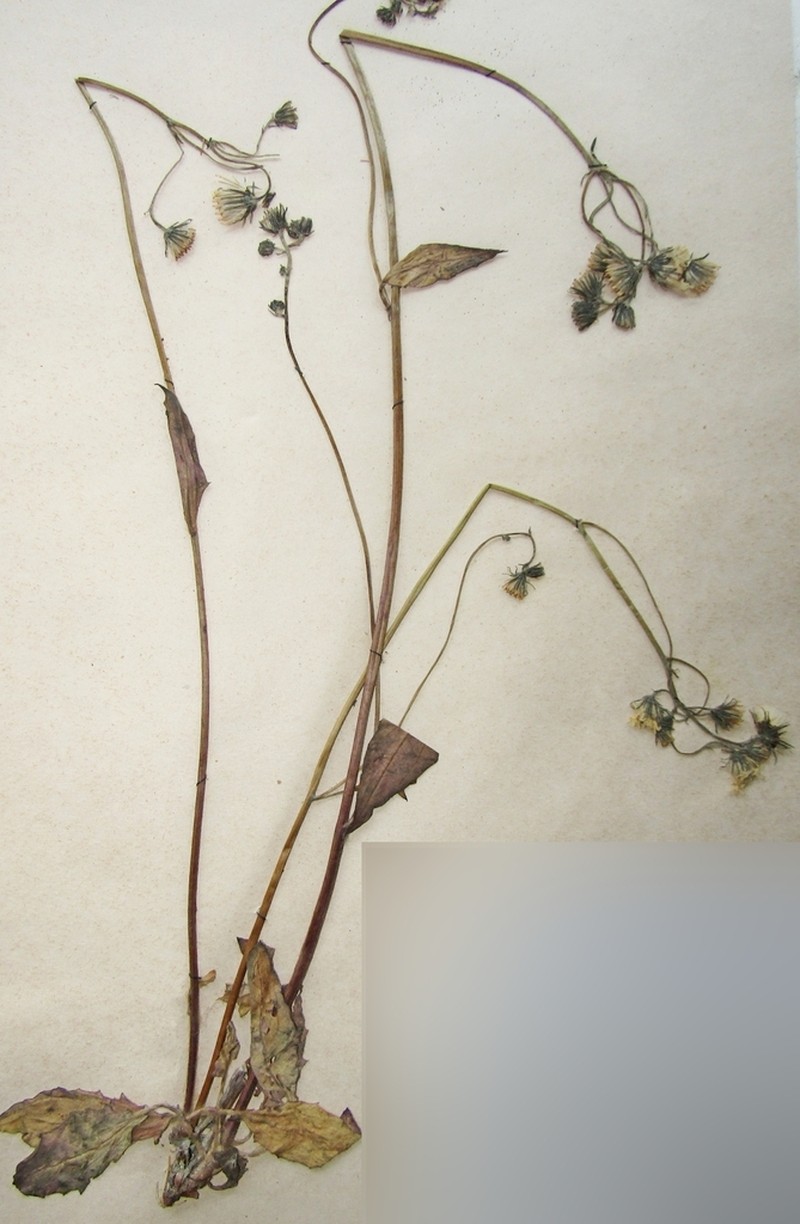 Hieracium subpellucidum