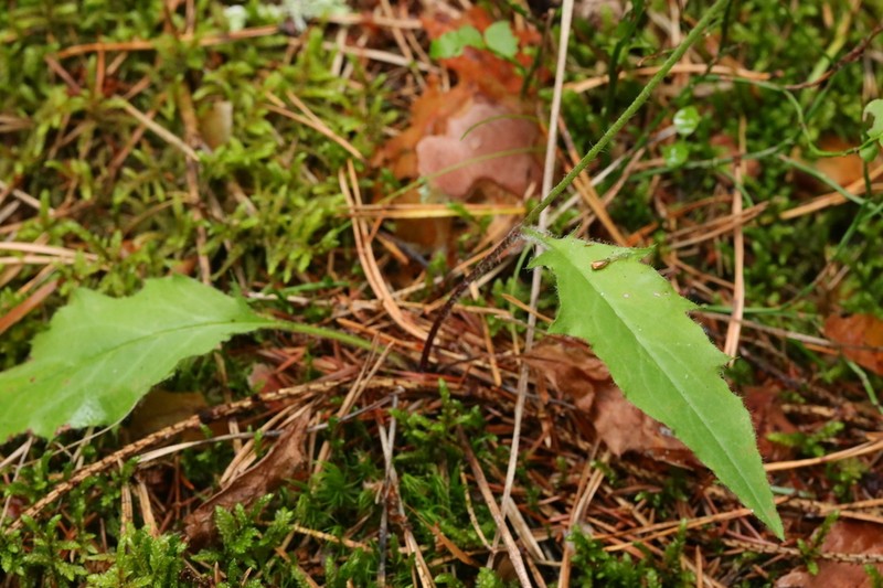 Hieracium subpellucidum photo 2