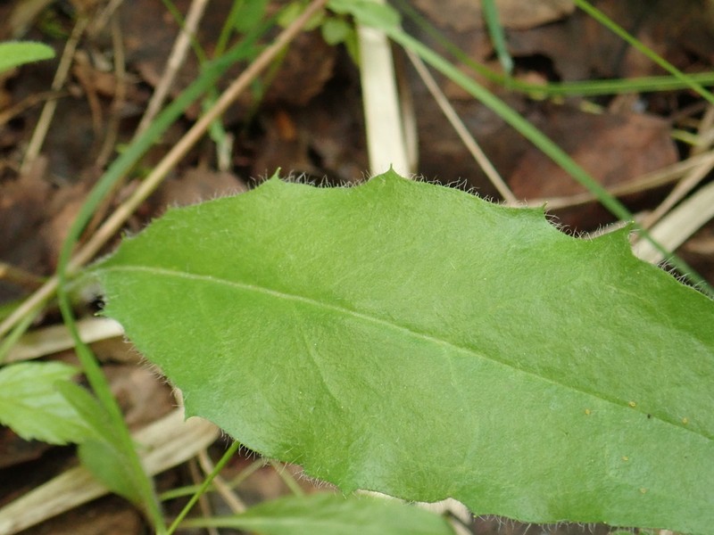 Hieracium subpellucidum photo 3