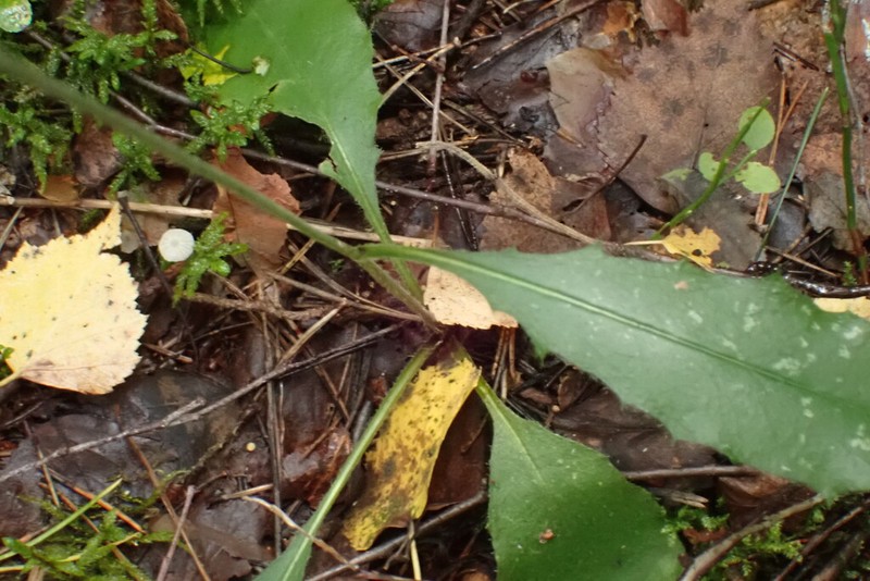 Hieracium subpellucidum photo 4