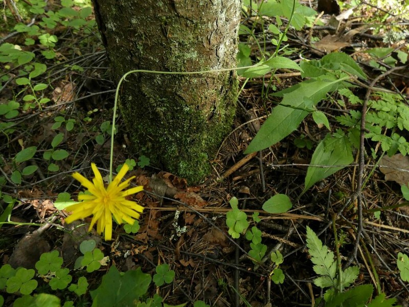 Hieracium subpellucidum photo 5