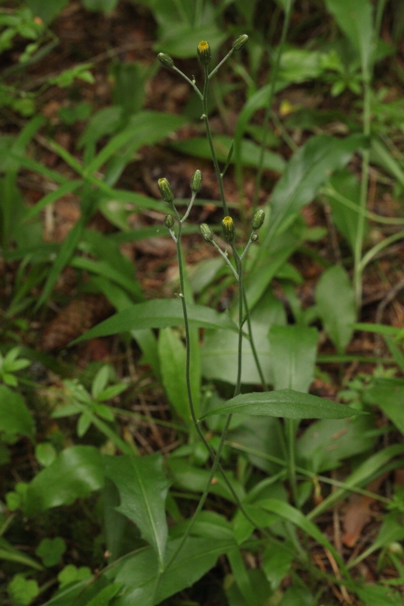 Hieracium subpellucidum photo 6
