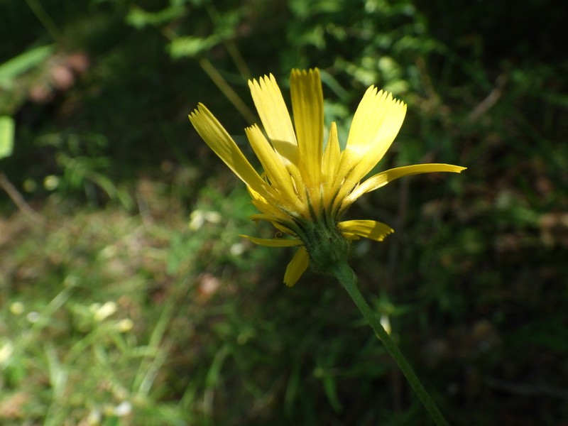Hieracium subpellucidum photo 7