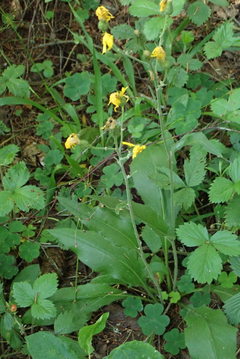 Hieracium subpellucidum photo 8