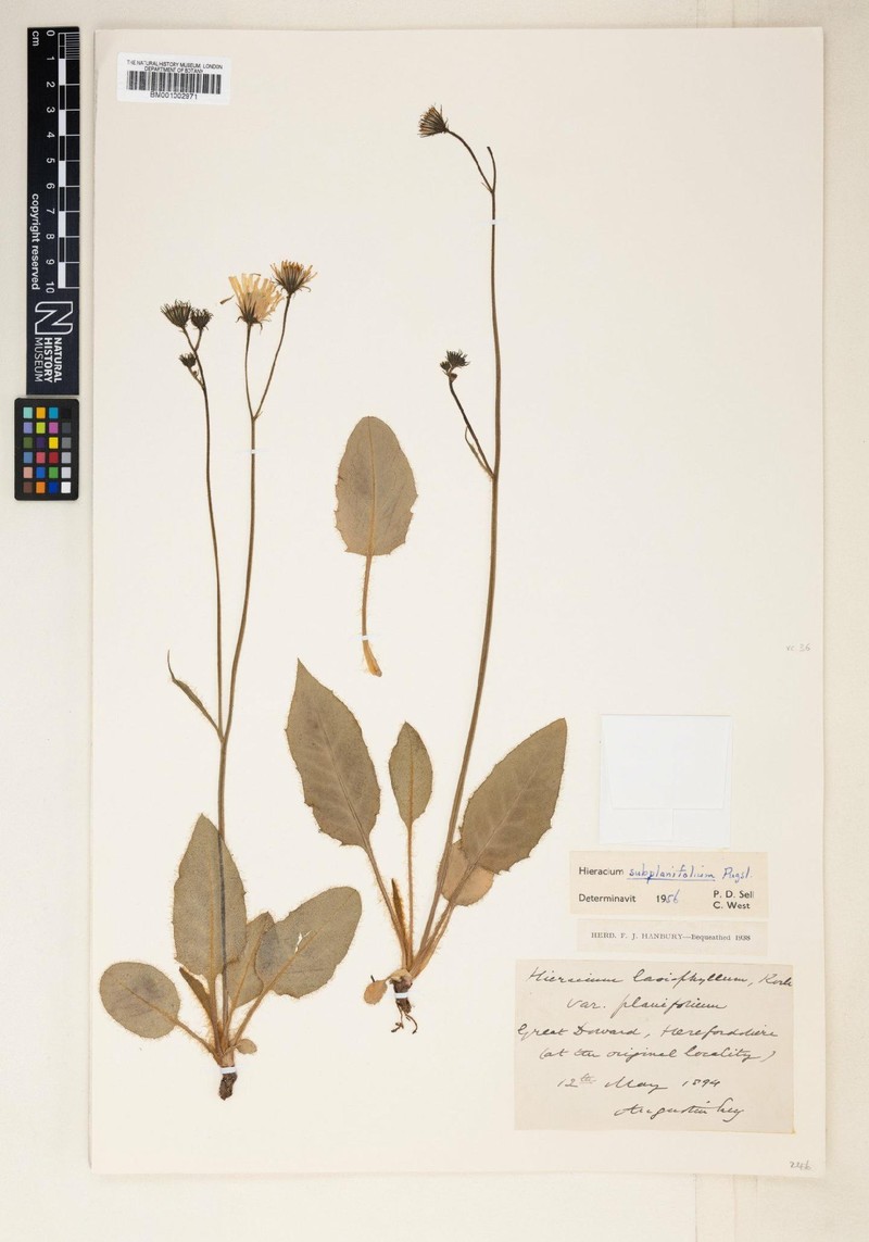 Hieracium subplanifolium