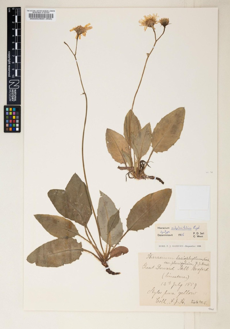 Hieracium subplanifolium photo 2