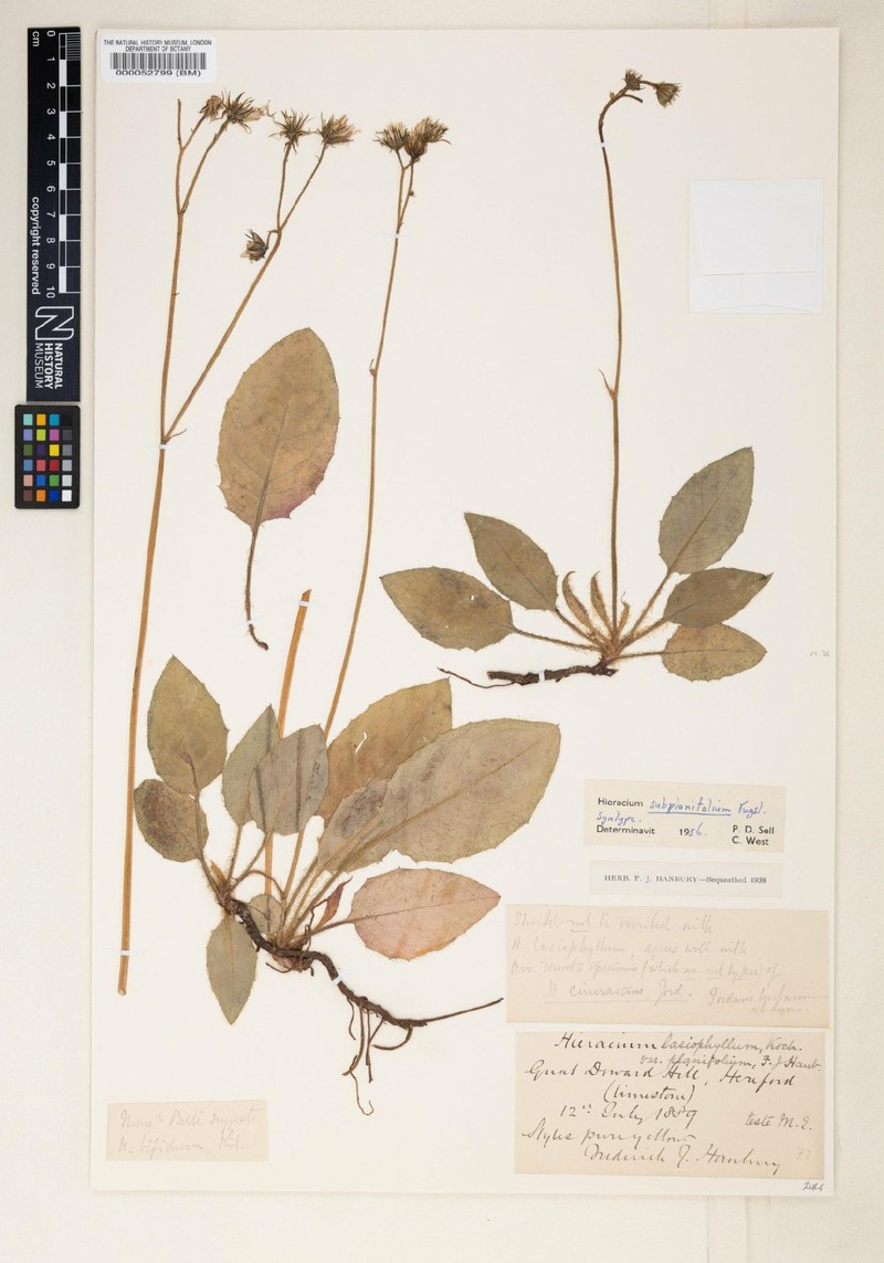 Hieracium subplanifolium photo 3