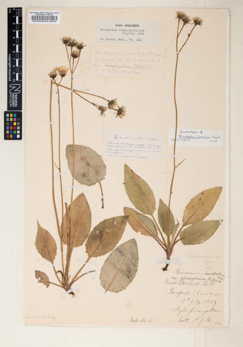 Hieracium subplanifolium photo 4
