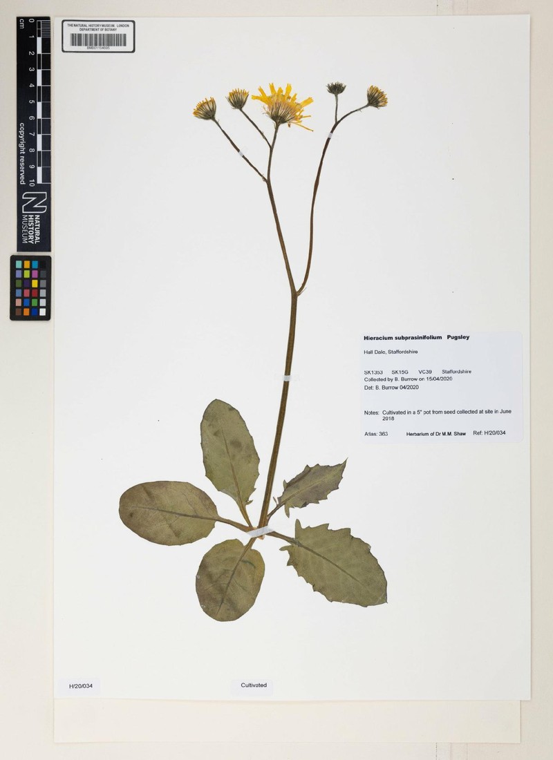Hieracium subprasinifolium