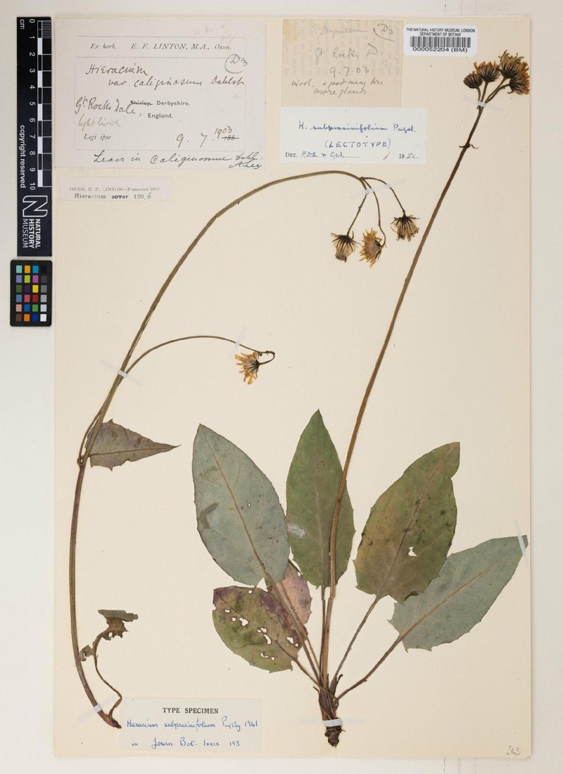 Hieracium subprasinifolium photo 2