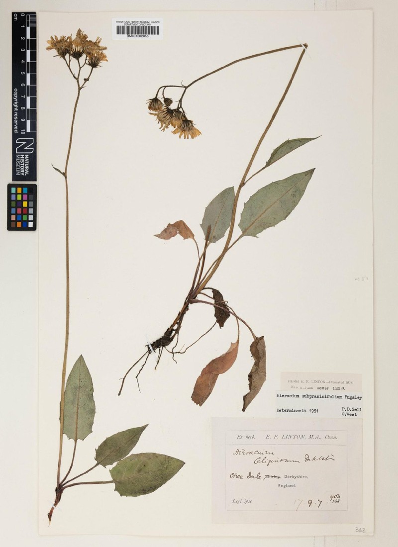 Hieracium subprasinifolium photo 3