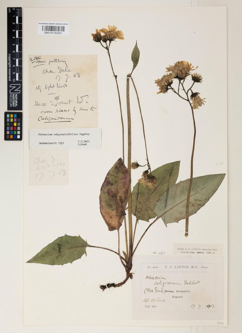 Hieracium subprasinifolium photo 4