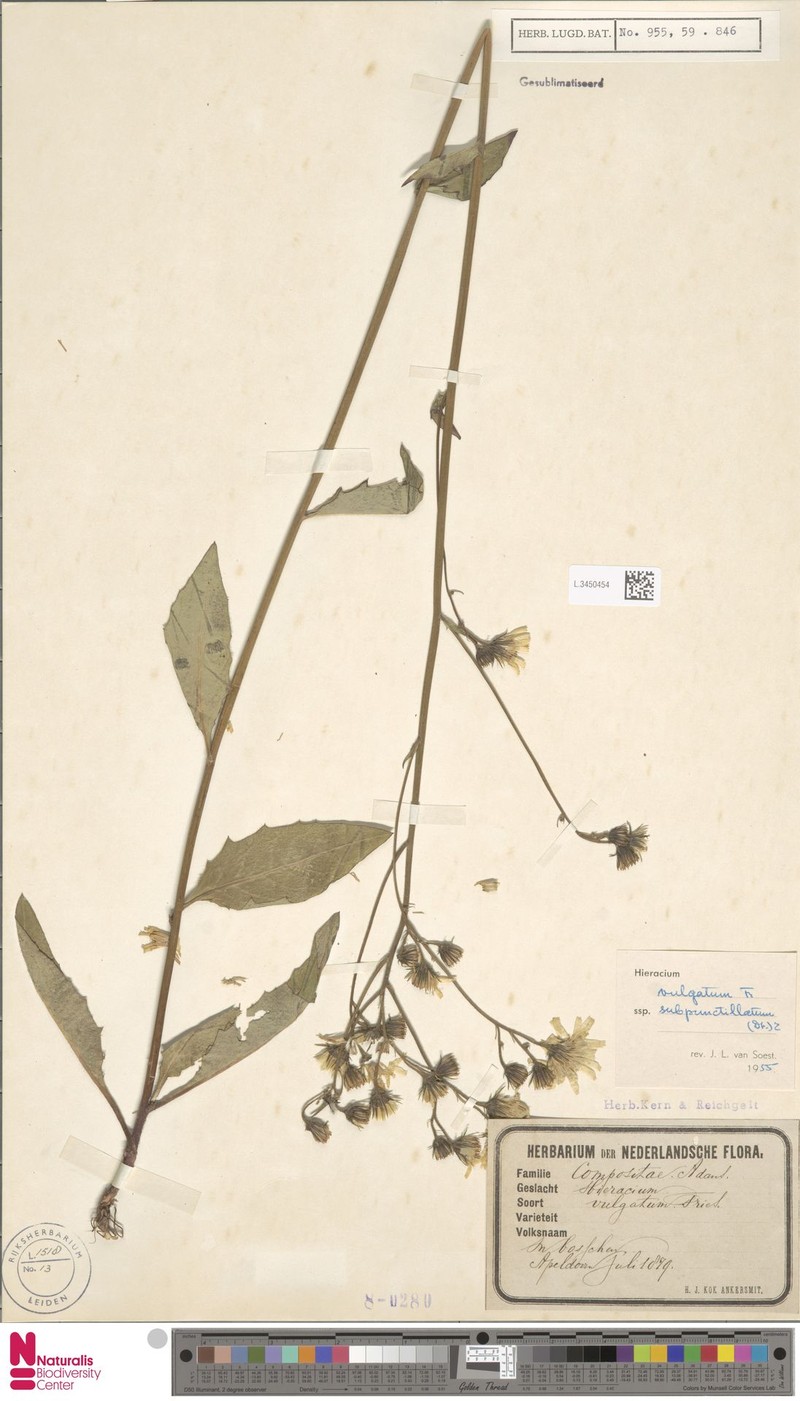 Hieracium subpunctillatum