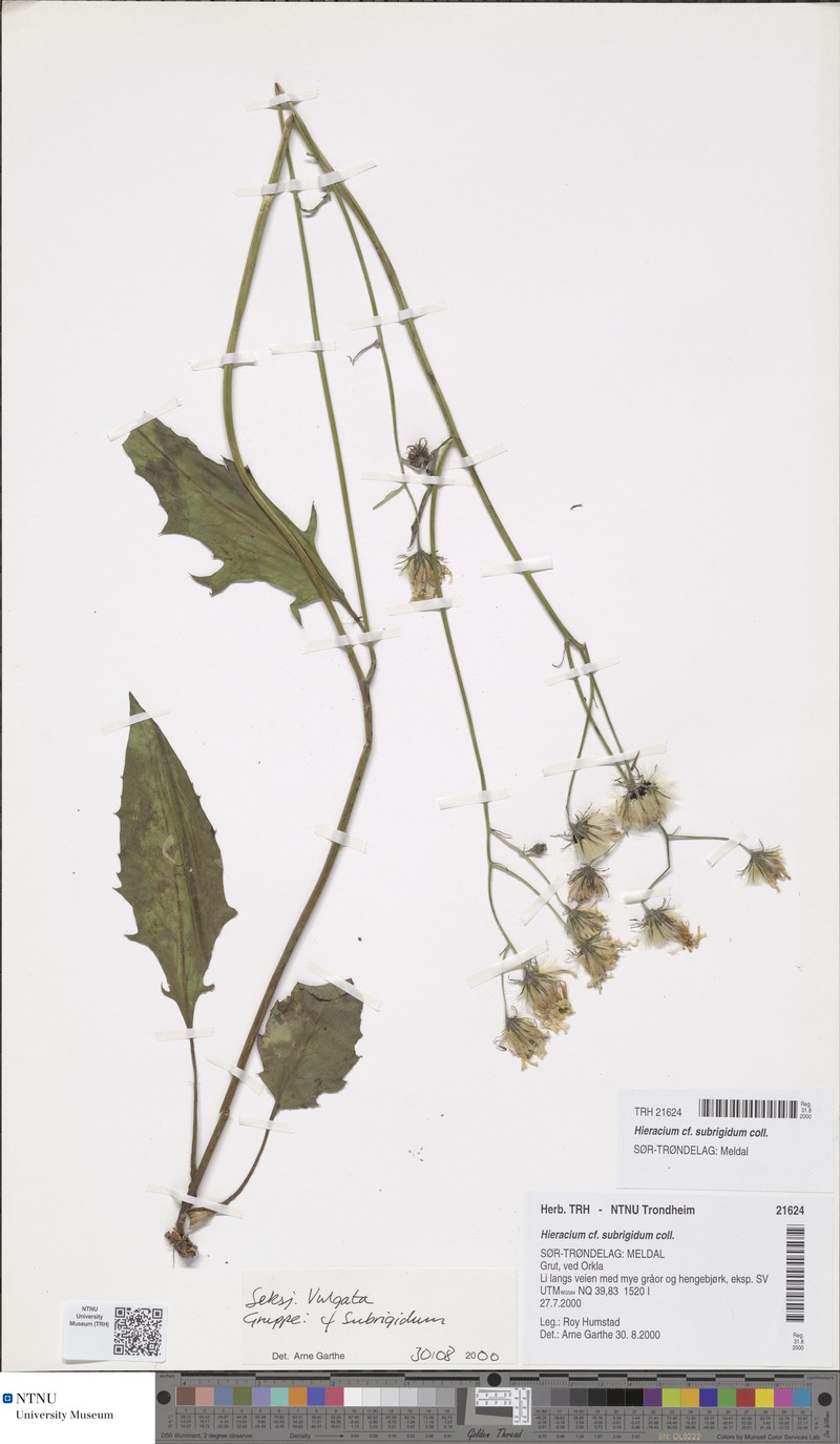 Hieracium subrigidum