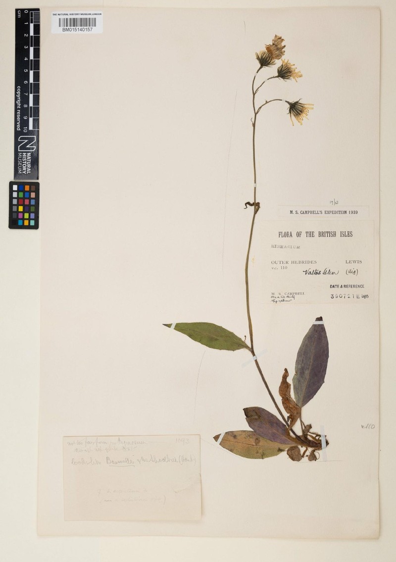 Hieracium subrubicundum