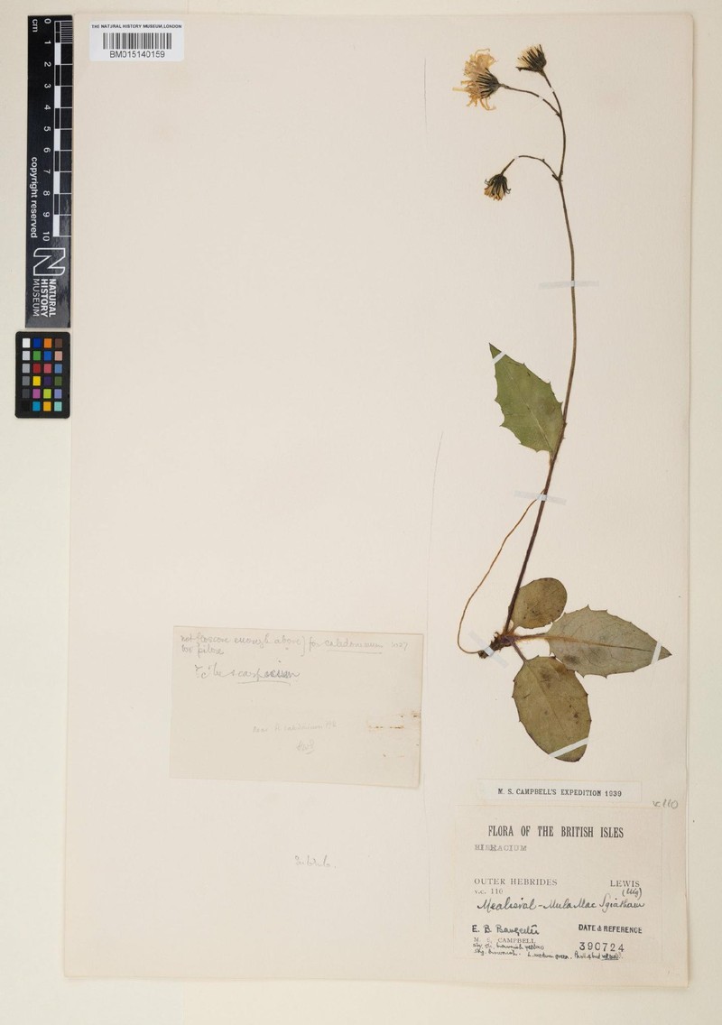 Hieracium subrubicundum photo 2