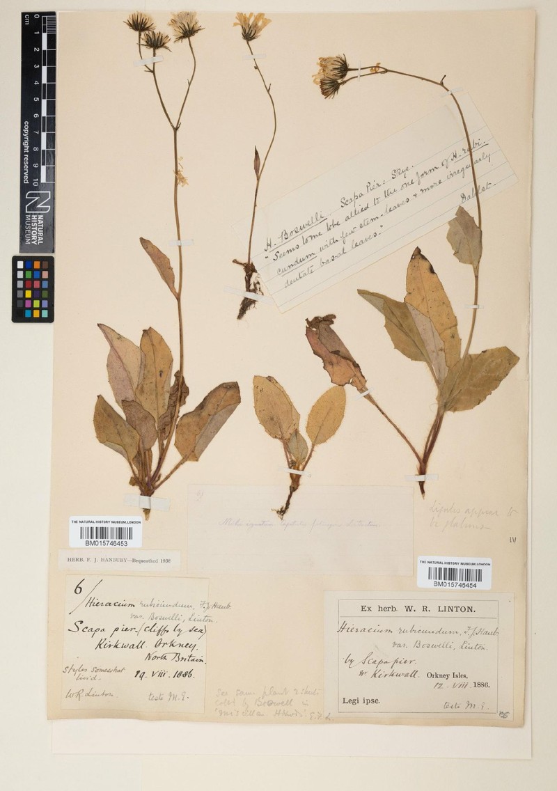 Hieracium subrubicundum photo 3