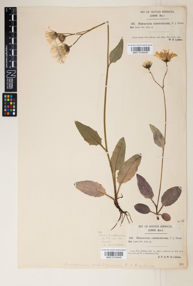 Hieracium subrubicundum photo 4