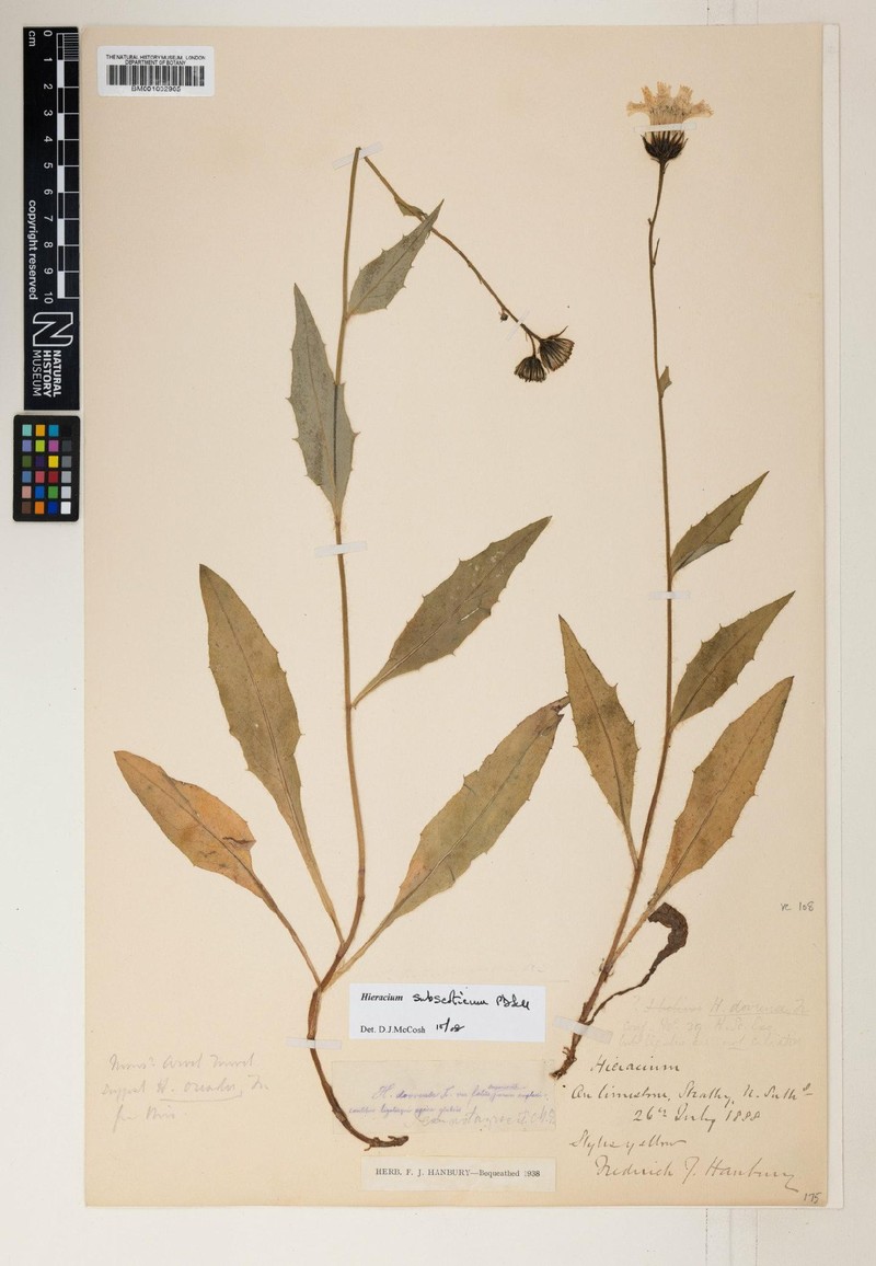 Hieracium subscoticum