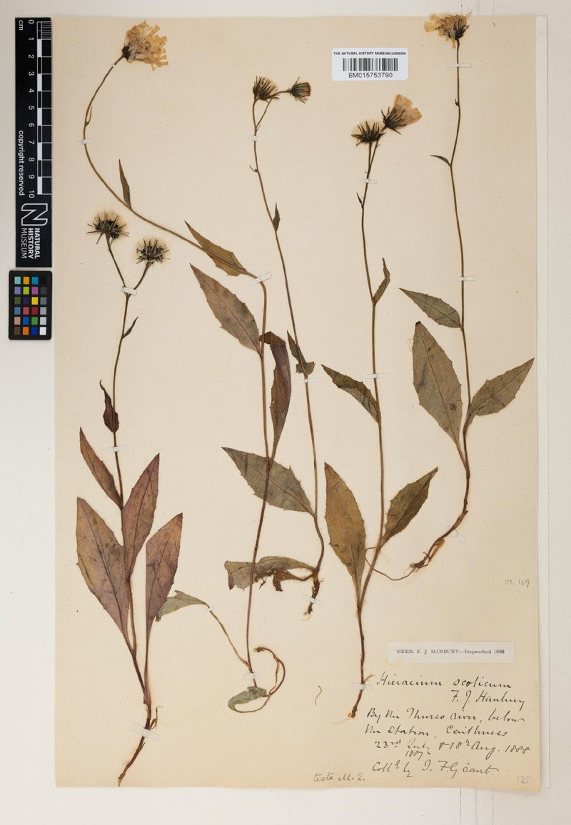 Hieracium subscoticum photo 3