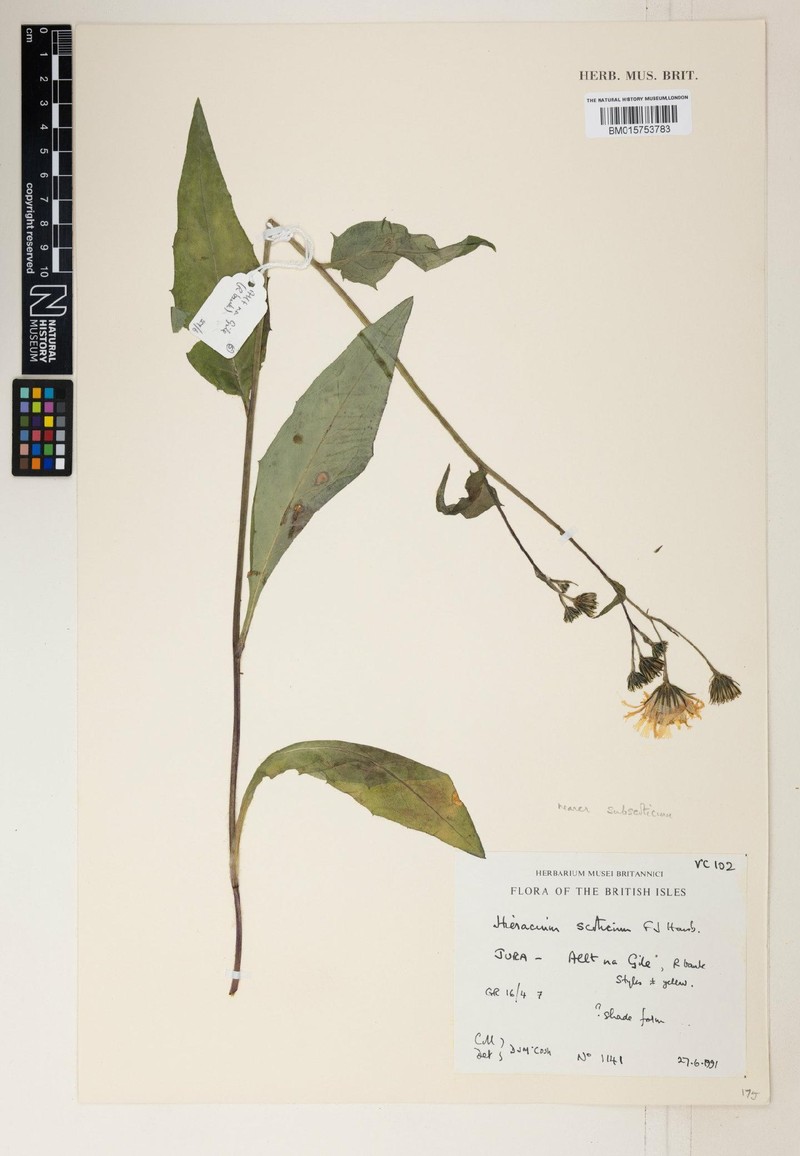 Hieracium subscoticum photo 4
