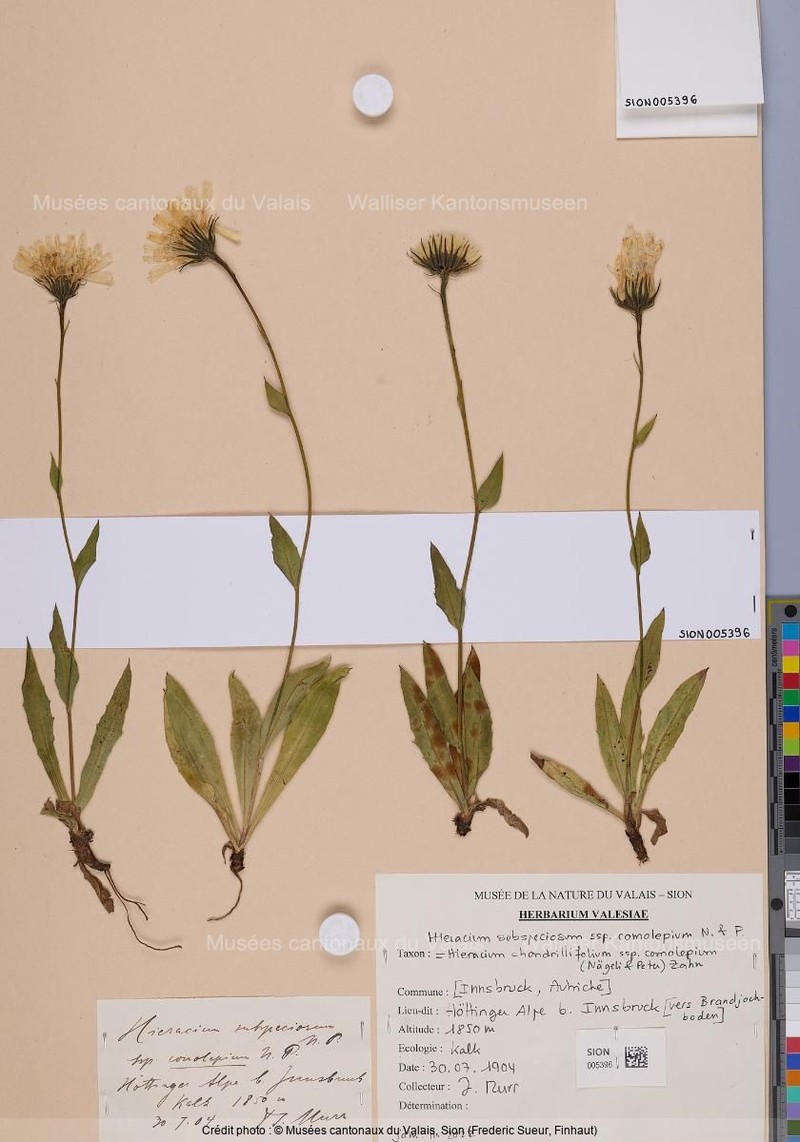 Hieracium subspeciosum subsp. comolepium
