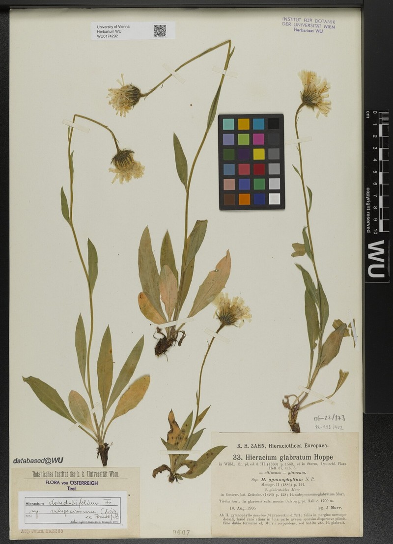 Hieracium subspeciosum subsp. subspeciosum