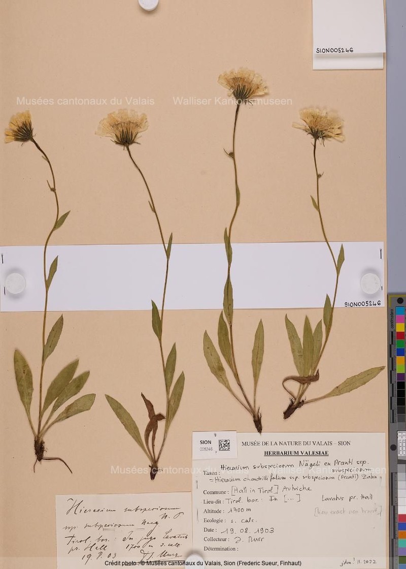 Hieracium subspeciosum subsp. subspeciosum photo 2