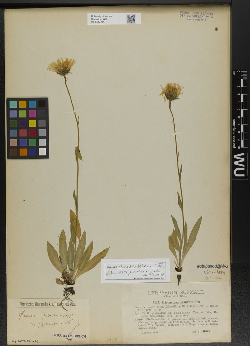 Hieracium subspeciosum subsp. subspeciosum photo 3