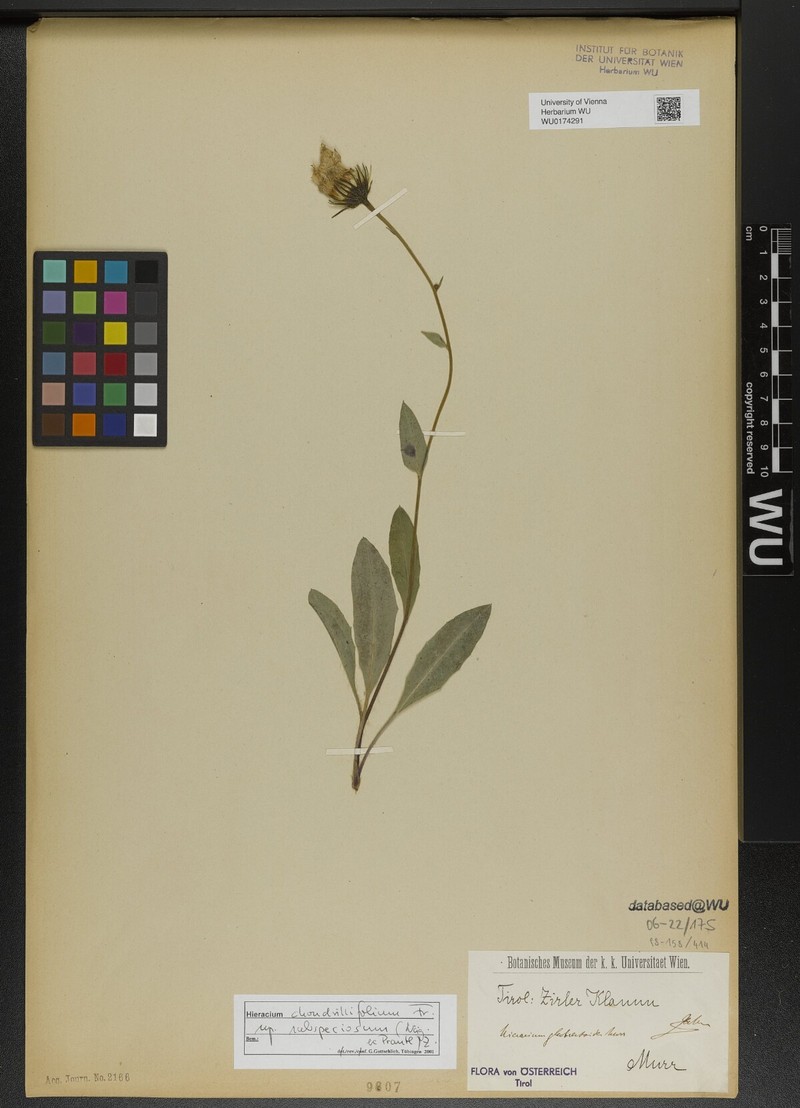 Hieracium subspeciosum subsp. subspeciosum photo 4
