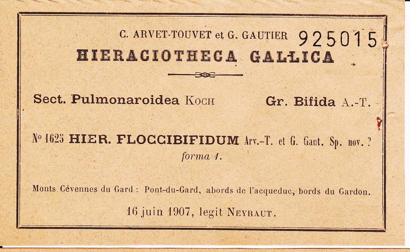 Hieracium substellatum