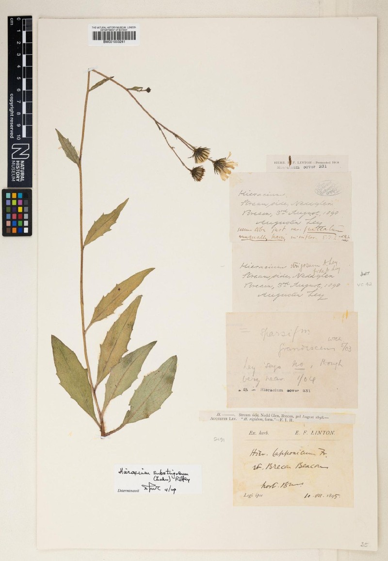 Hieracium substrigosum