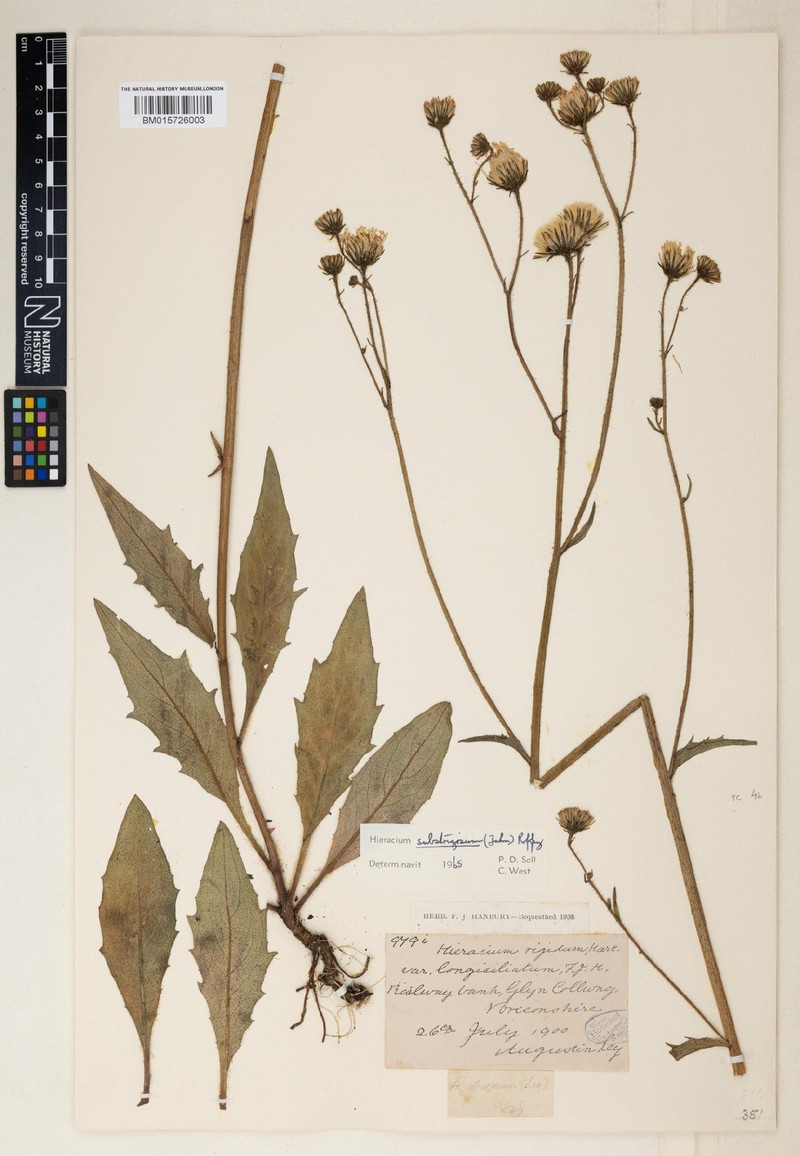 Hieracium substrigosum photo 2