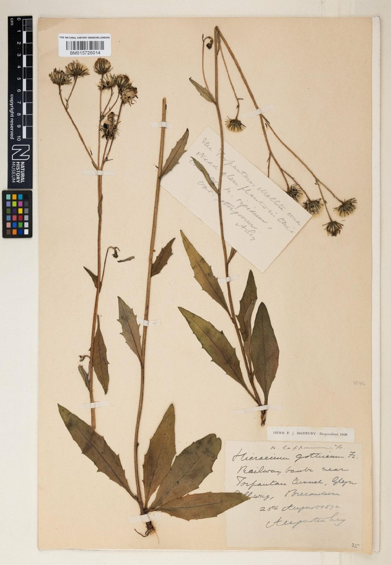Hieracium substrigosum photo 3