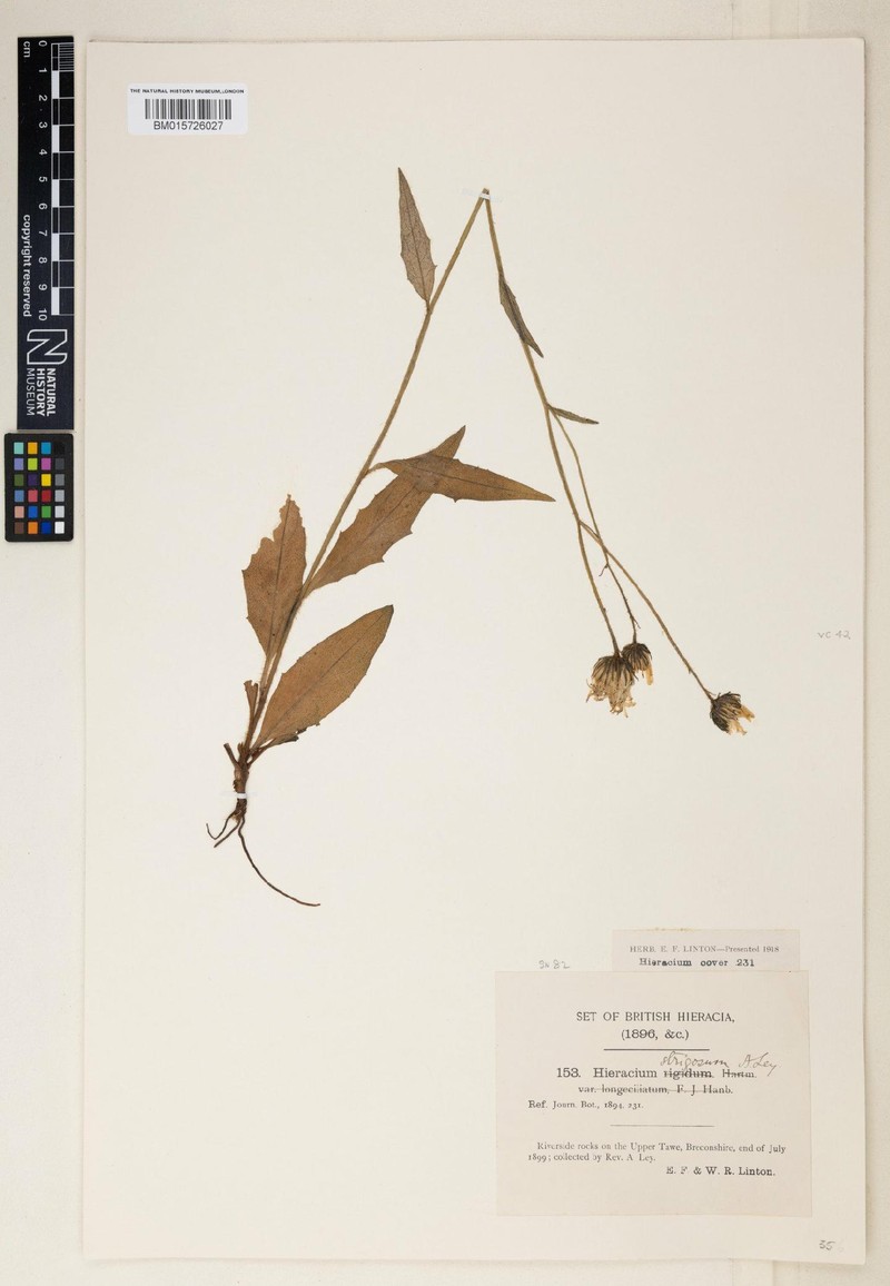Hieracium substrigosum photo 4