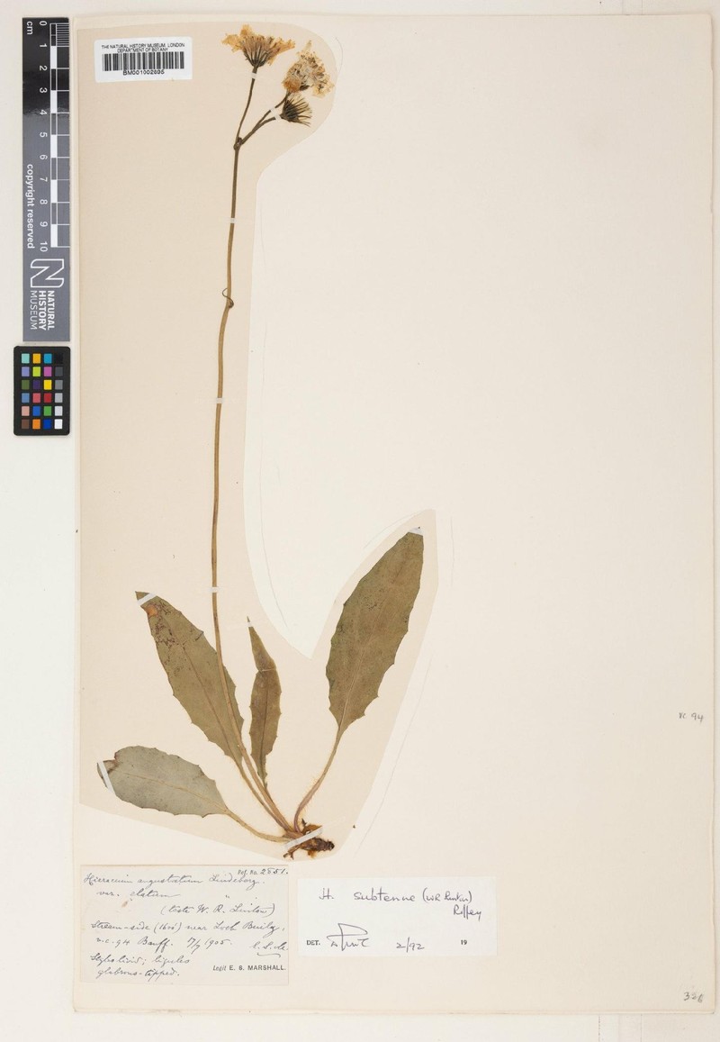 Hieracium subtenue