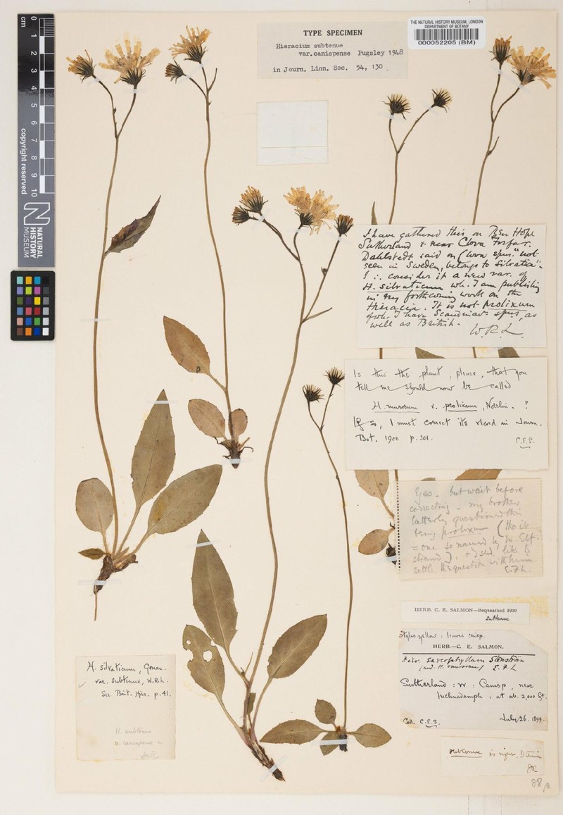 Hieracium subtenue photo 2