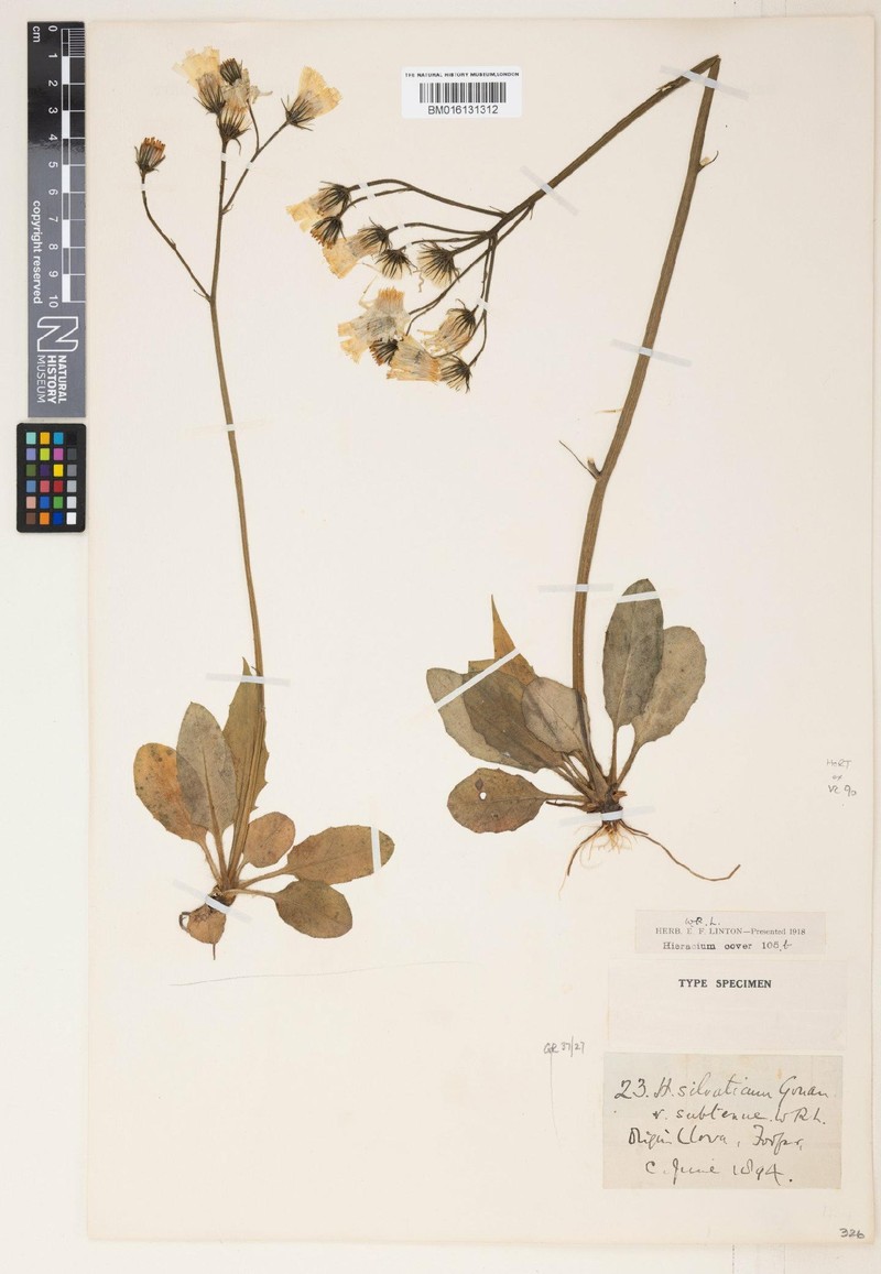 Hieracium subtenue photo 3