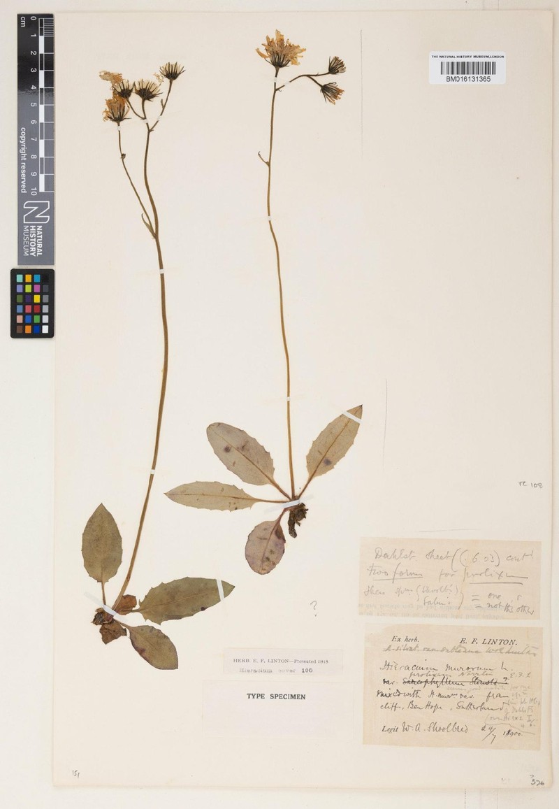 Hieracium subtenue photo 4