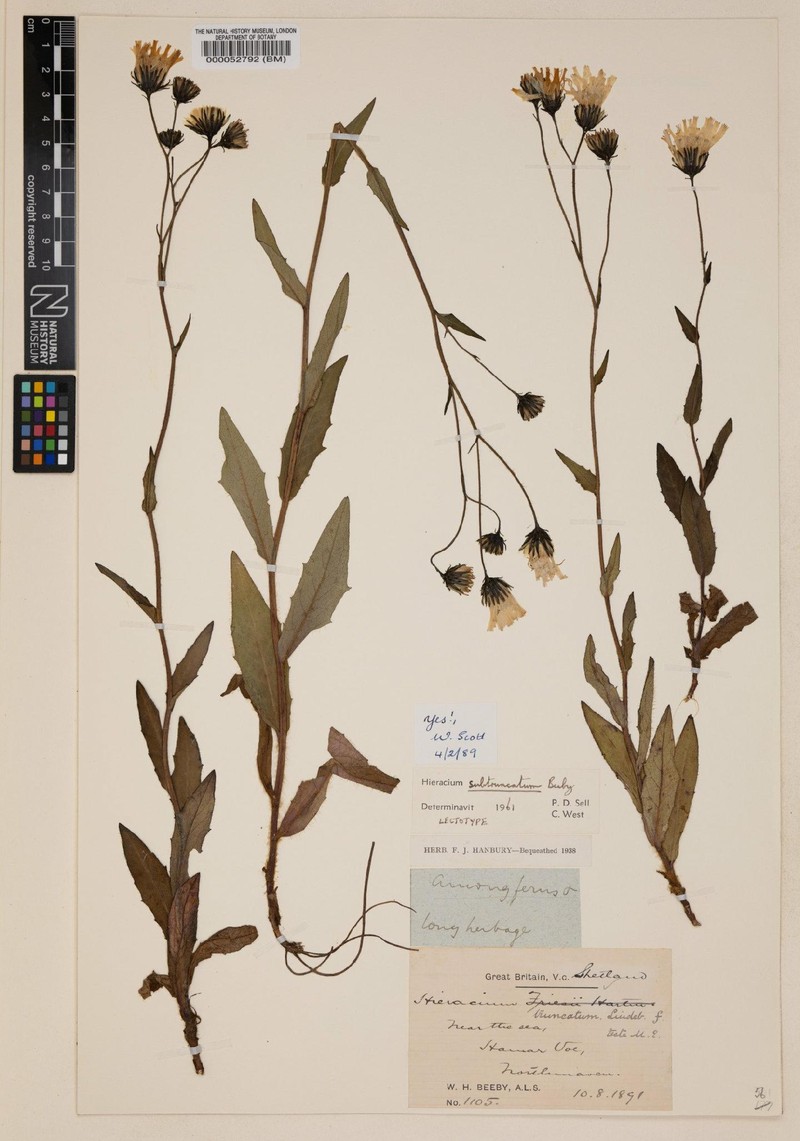 Hieracium subtruncatum